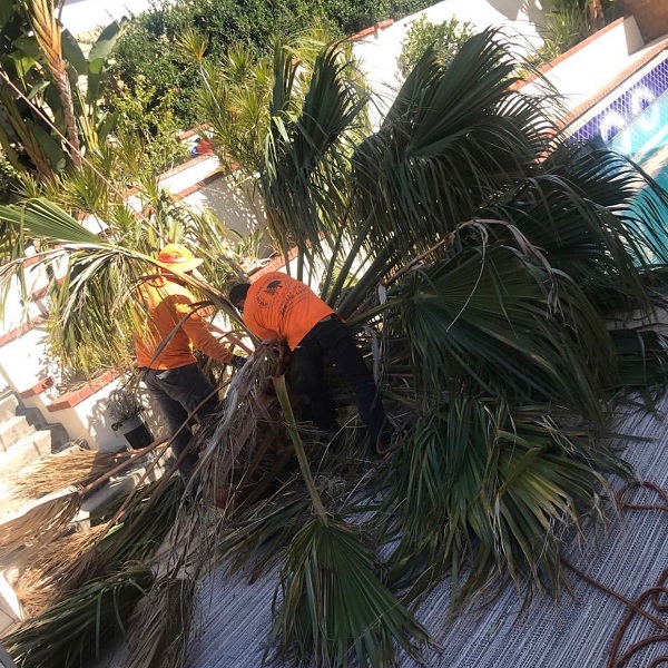 特殊砍樹 图片 16