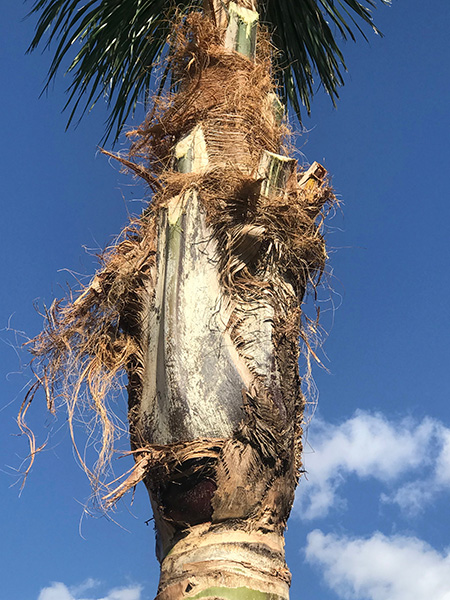 特殊砍樹 图片 4