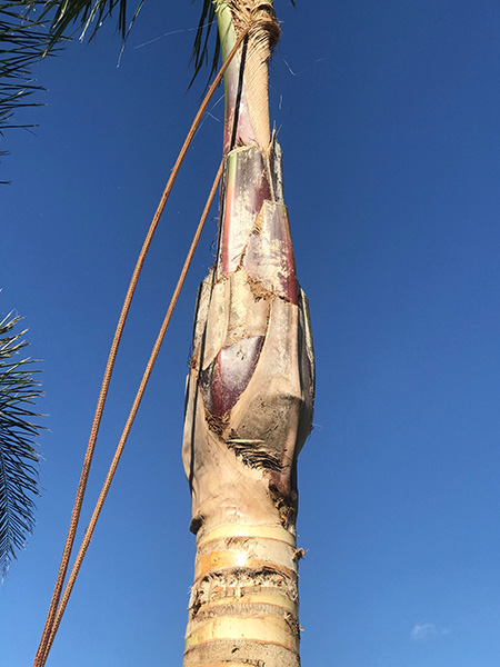 特殊砍樹 图片 3