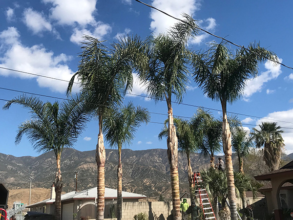 特殊砍樹 图片 8