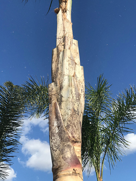 特殊砍樹 图片 2