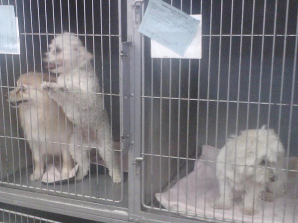 快樂泡泡狗寵物美容‧住宿 图片 3