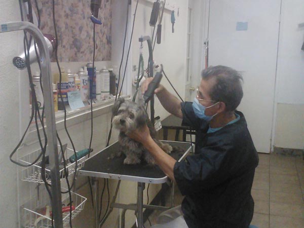 快樂泡泡狗寵物美容‧住宿 图片 1