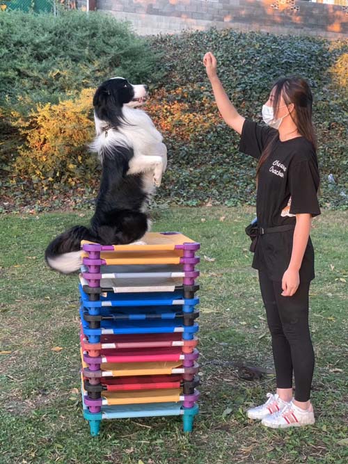 忠犬俱樂部 图片 5