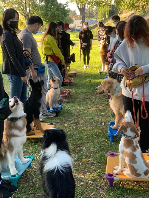 忠犬俱樂部 图片 7