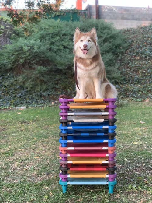 忠犬俱樂部 图片 1