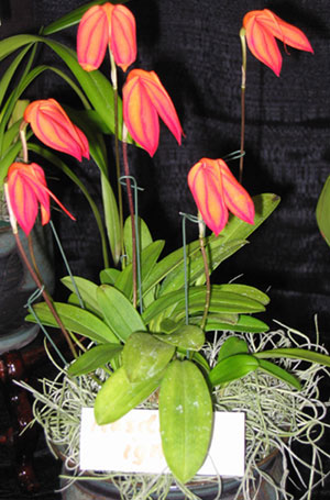 南太平洋蘭花盆景有限公司 图片 6