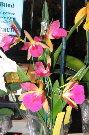 南太平洋蘭花盆景有限公司 图片 4