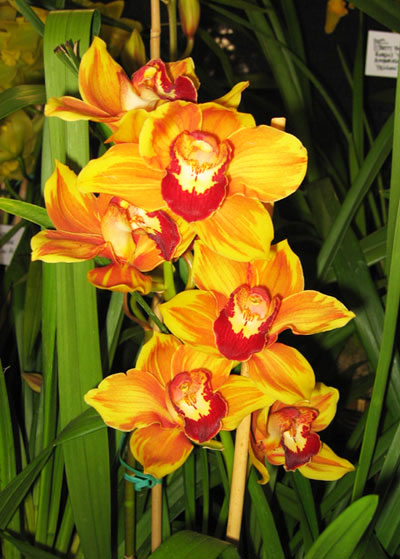 南太平洋蘭花盆景有限公司 图片 7