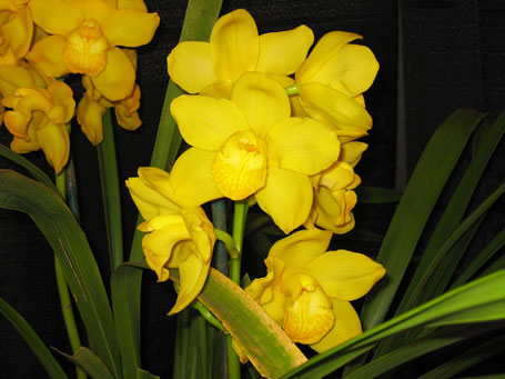 南太平洋蘭花盆景有限公司 图片 5