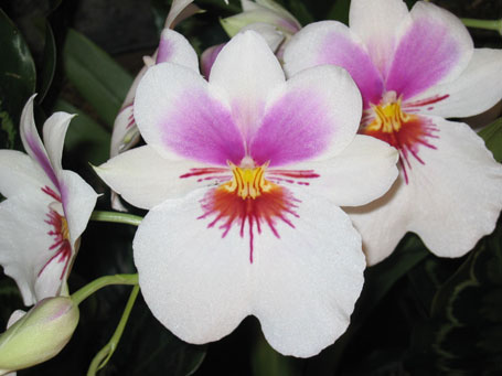 南太平洋蘭花盆景有限公司 图片 3