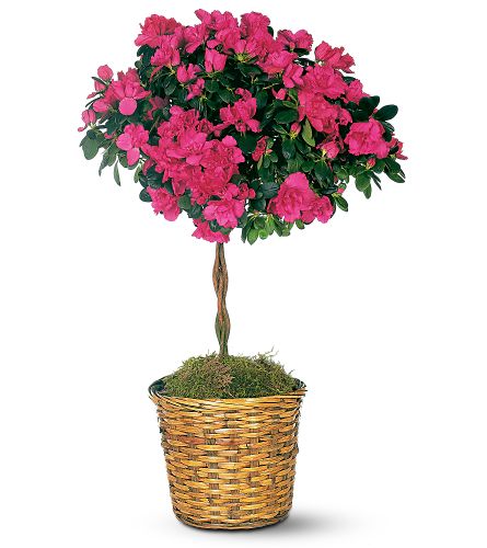 芙蓉花坊 图片 5