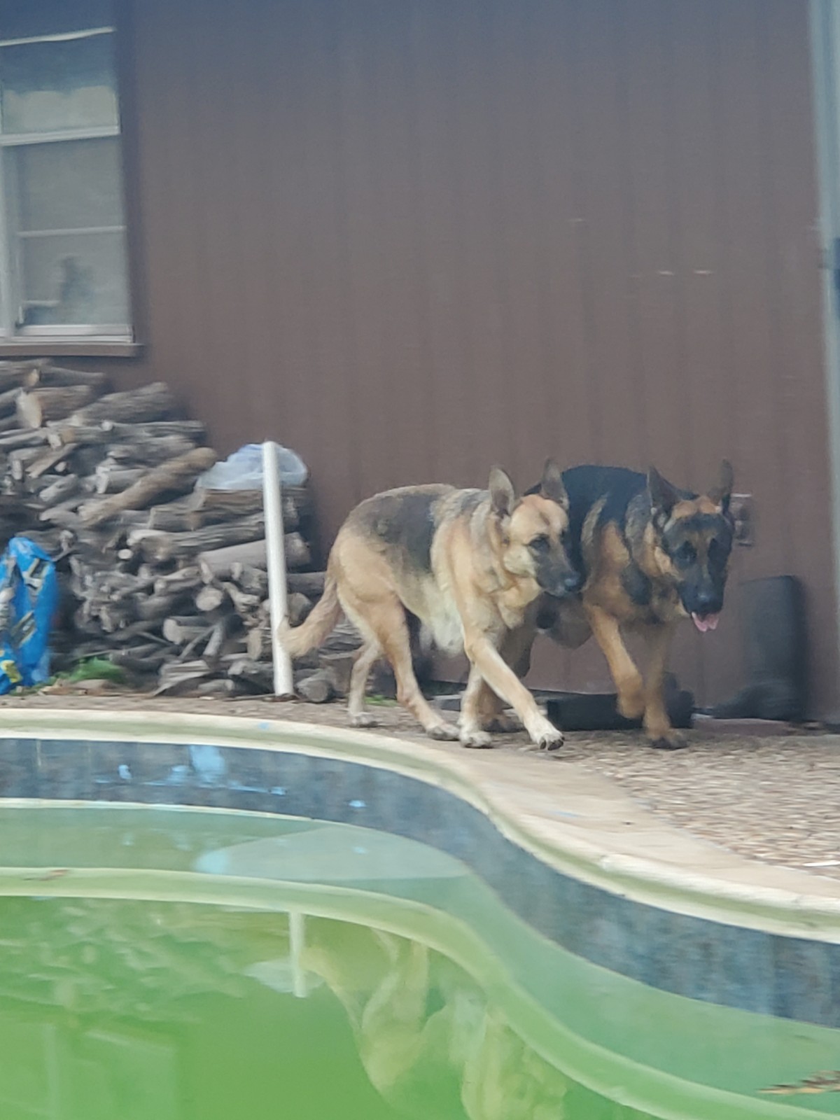 华人更应持枪养狼狗。自保安全，方为良策。 。 [德牧幼犬出售]