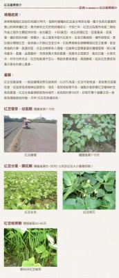 Introduction of Mocha - Wantan Red Bean Can photo 5