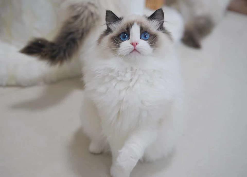 高颜值纯种布偶猫宝宝出售