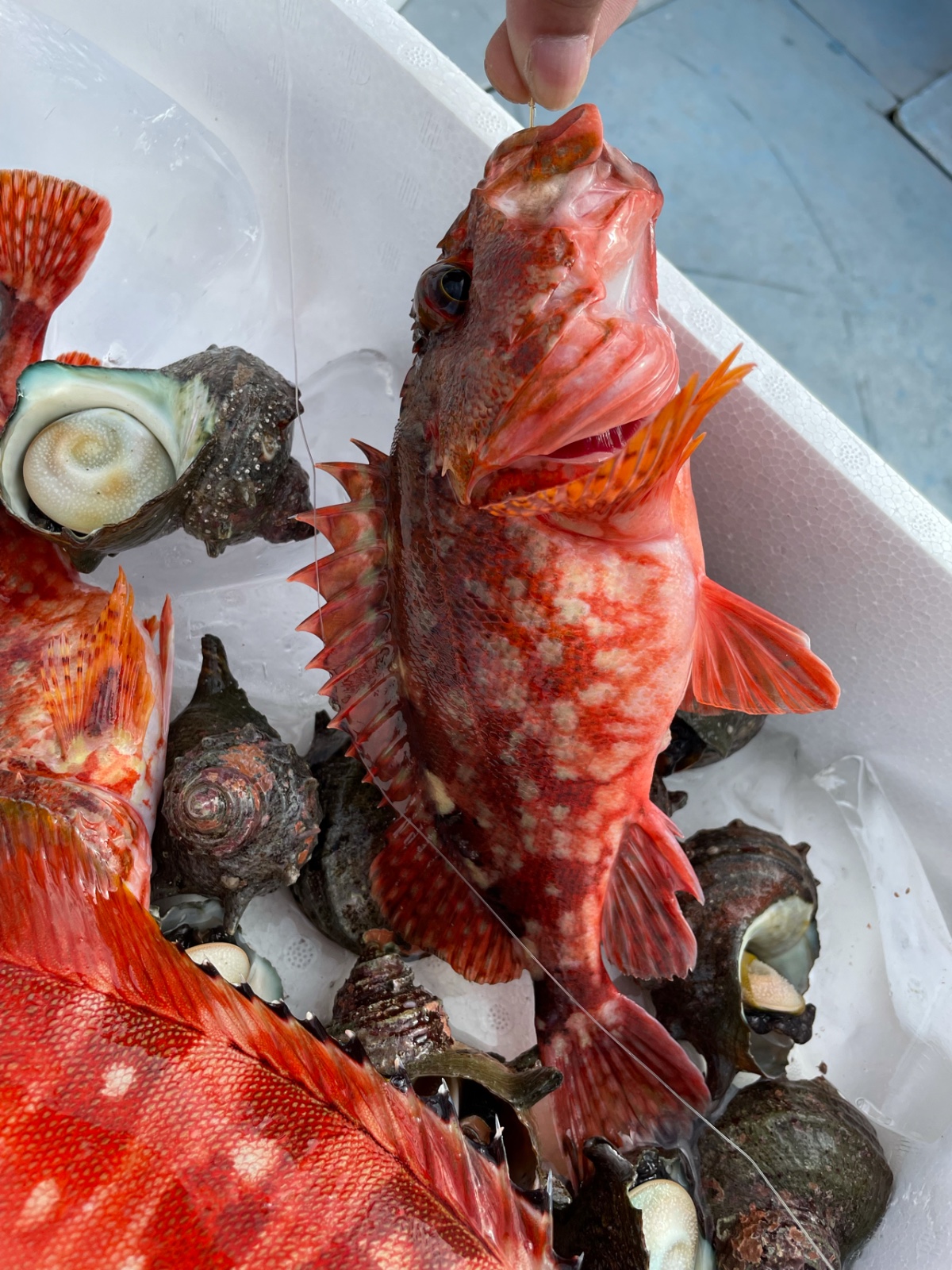 回纽约，多肉植物免费送了 [多肉植物免费送]