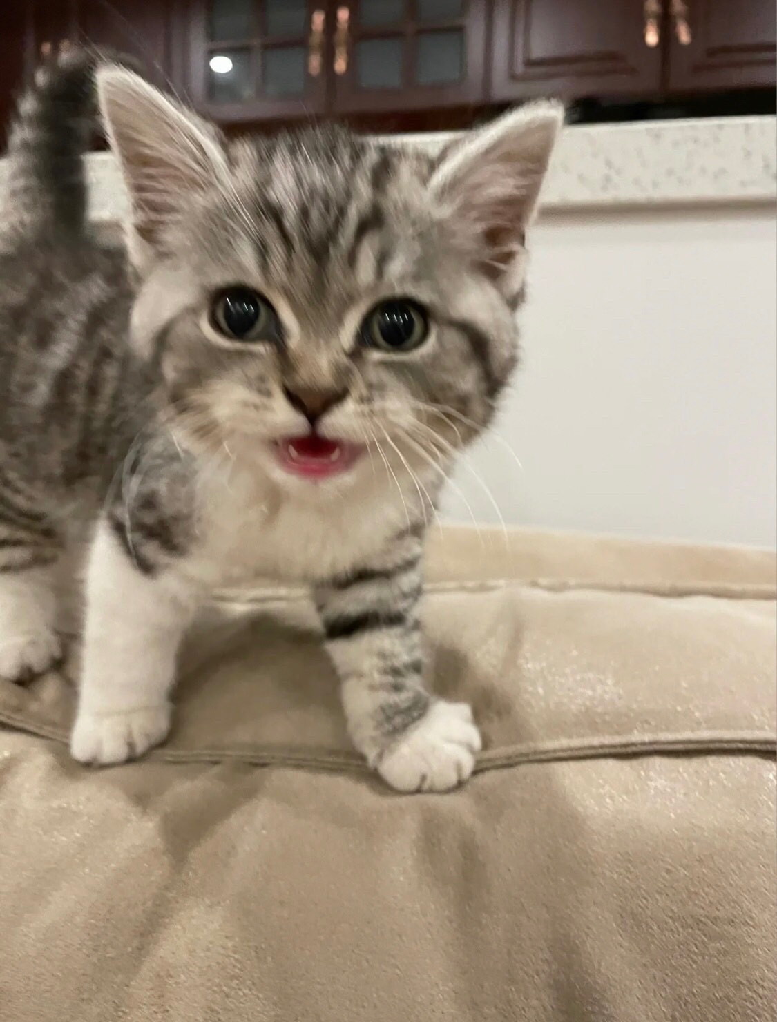 免费领养美短幼猫 [免费领养]