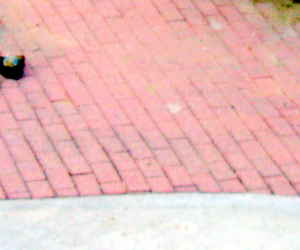 Bricks Pavers 4 sale