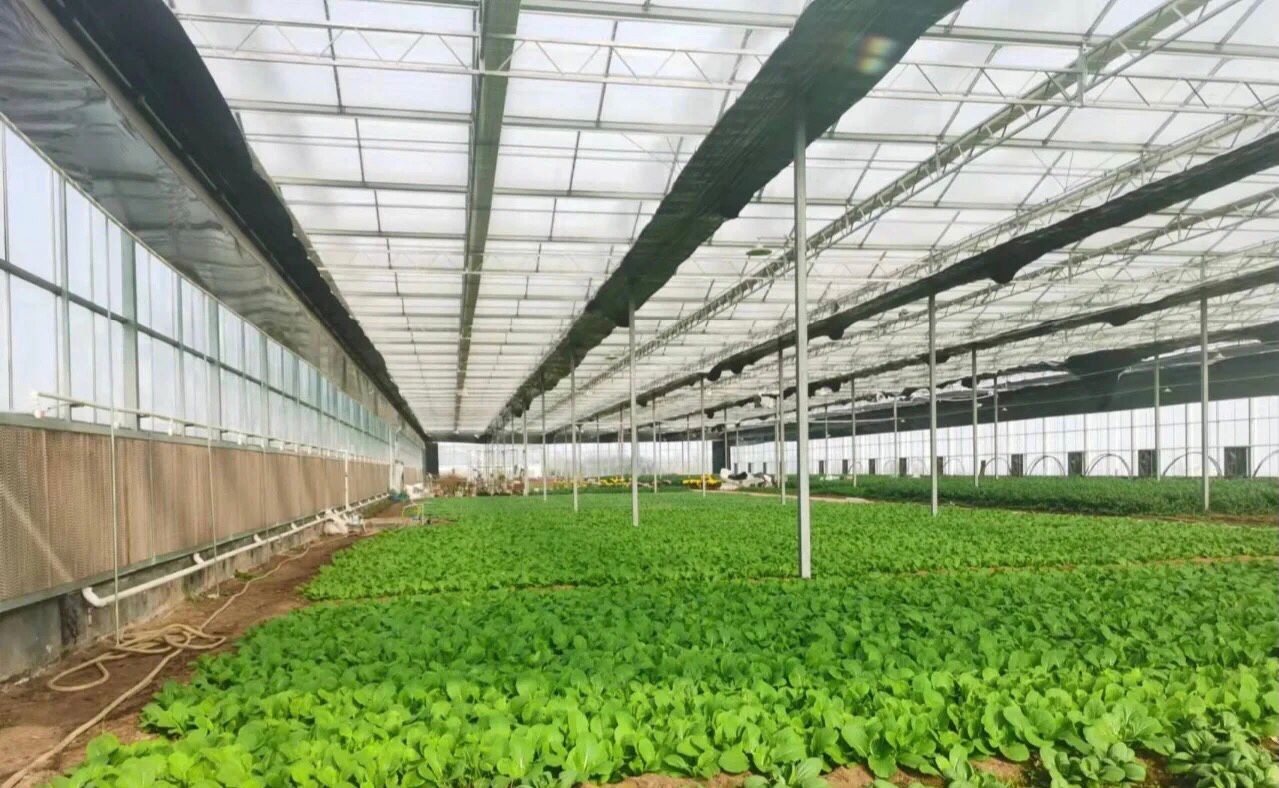 蔬菜水果种植和采摘