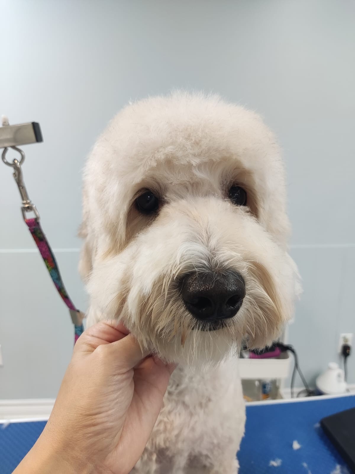 西好莱坞近比佛利诚聘宠物店员~