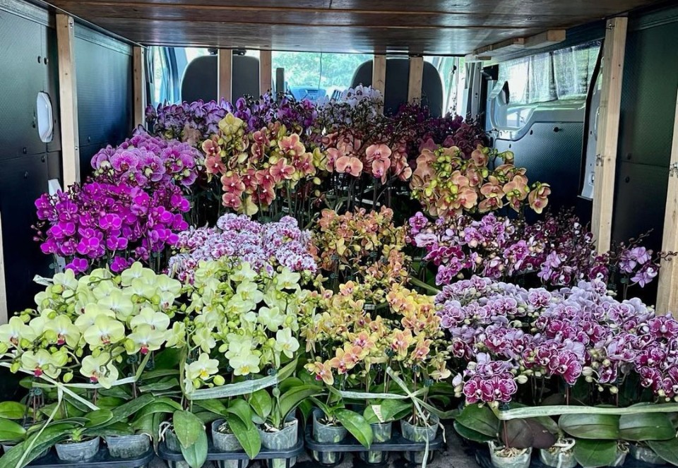 新州中部Bridgewater批发兰园诚征送货司机(面包車)