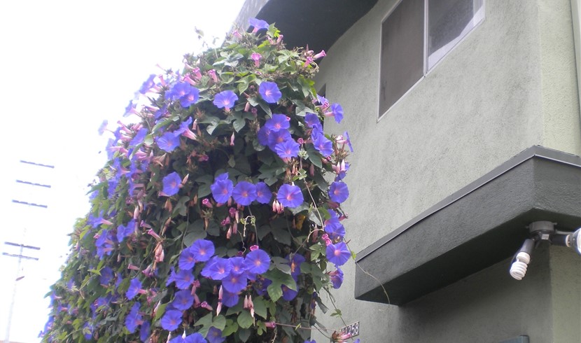 Ucla附近1b出租, 有大床和其他家具,拎包入住 图片 3