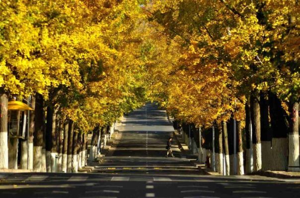 青岛八大关 图片 2