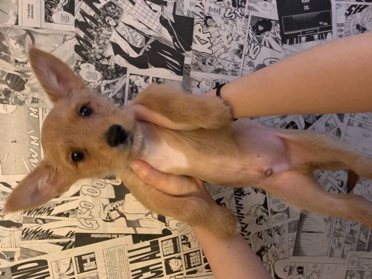 出售柯基约克夏mix和纯种约克夏 [狗狗 出售]