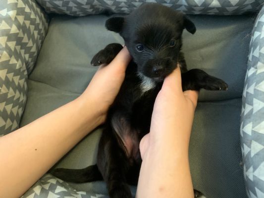 出售刚出生奶狗，数量有限，价格便宜，非诚勿扰 [小狗]