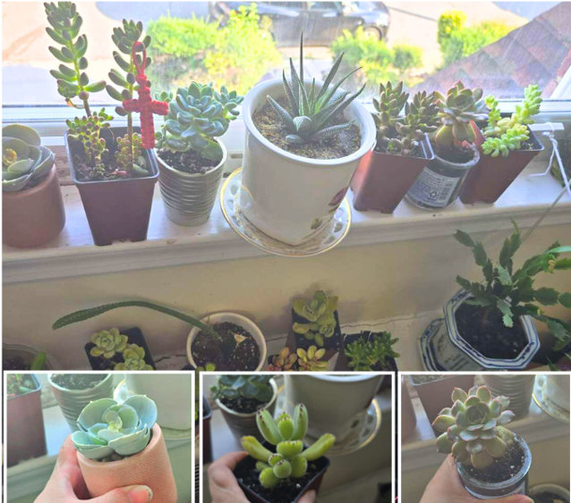 小盆栽免费送 [二手物品]