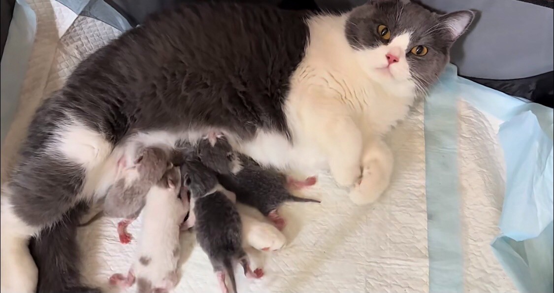 British Shorthair kitten looking for owner [Pet]