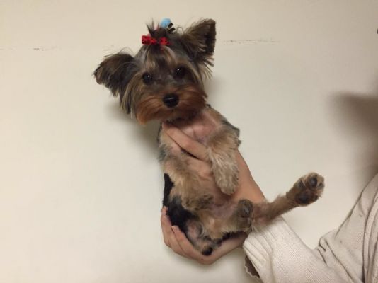 NYC出售7个月大约克夏