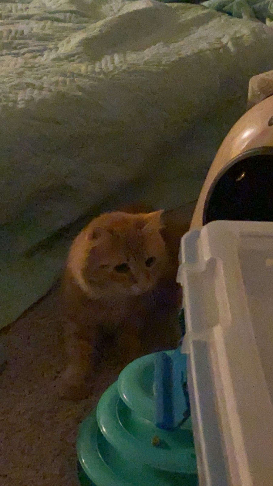 出一只7个月大的橘猫